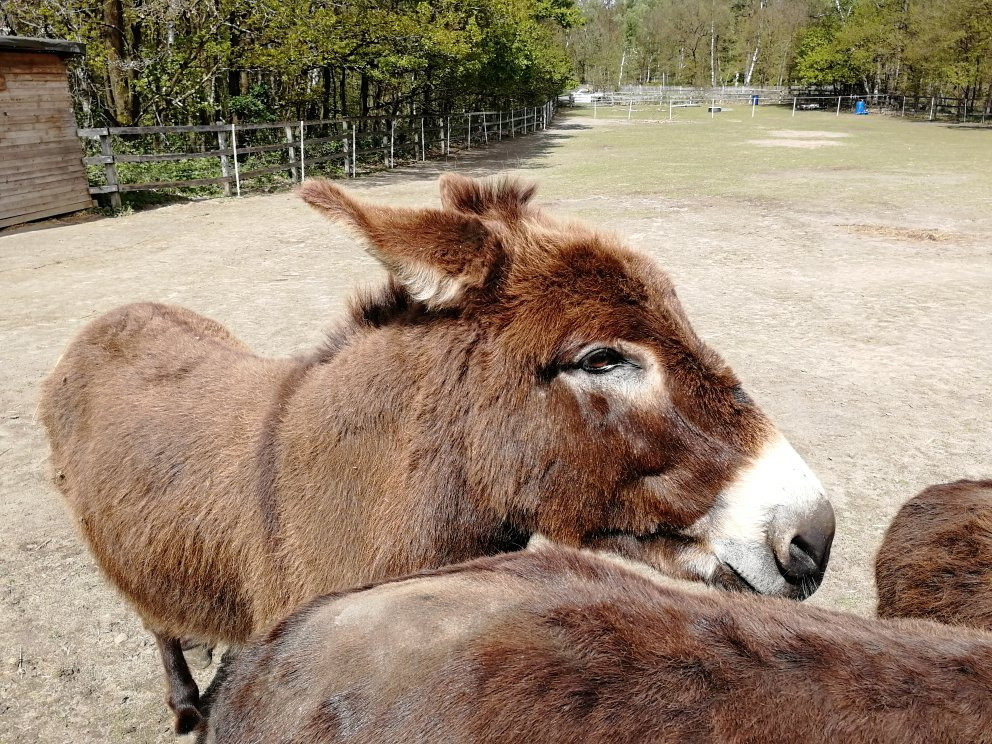 Sonja Scholling-Oldendorf必去景点
