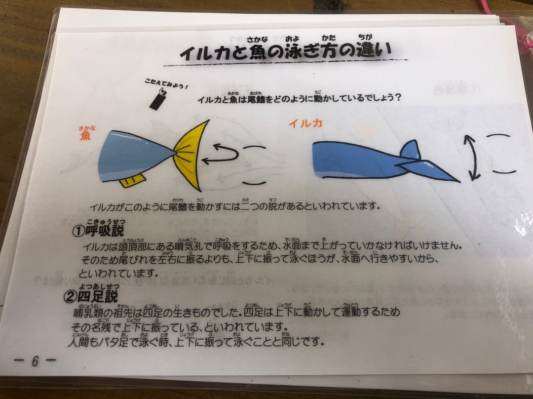 Janohire Dolphin Farm-南淡路市必去景点