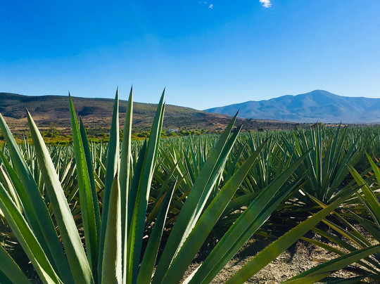 Mezcalería Sabor a Mitla-San Pablo Villa de Mitla必去景点