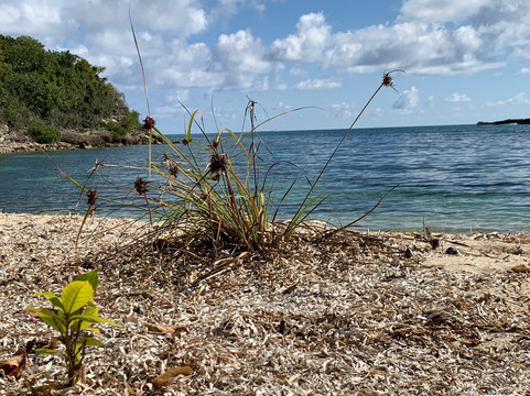 Vieques Paddleboarding-维切克岛必去景点