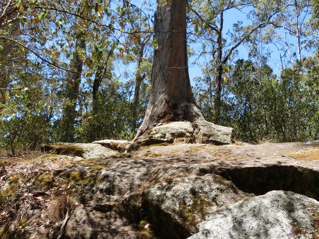 Tree In The Rock-Porongurup National Park必去景点