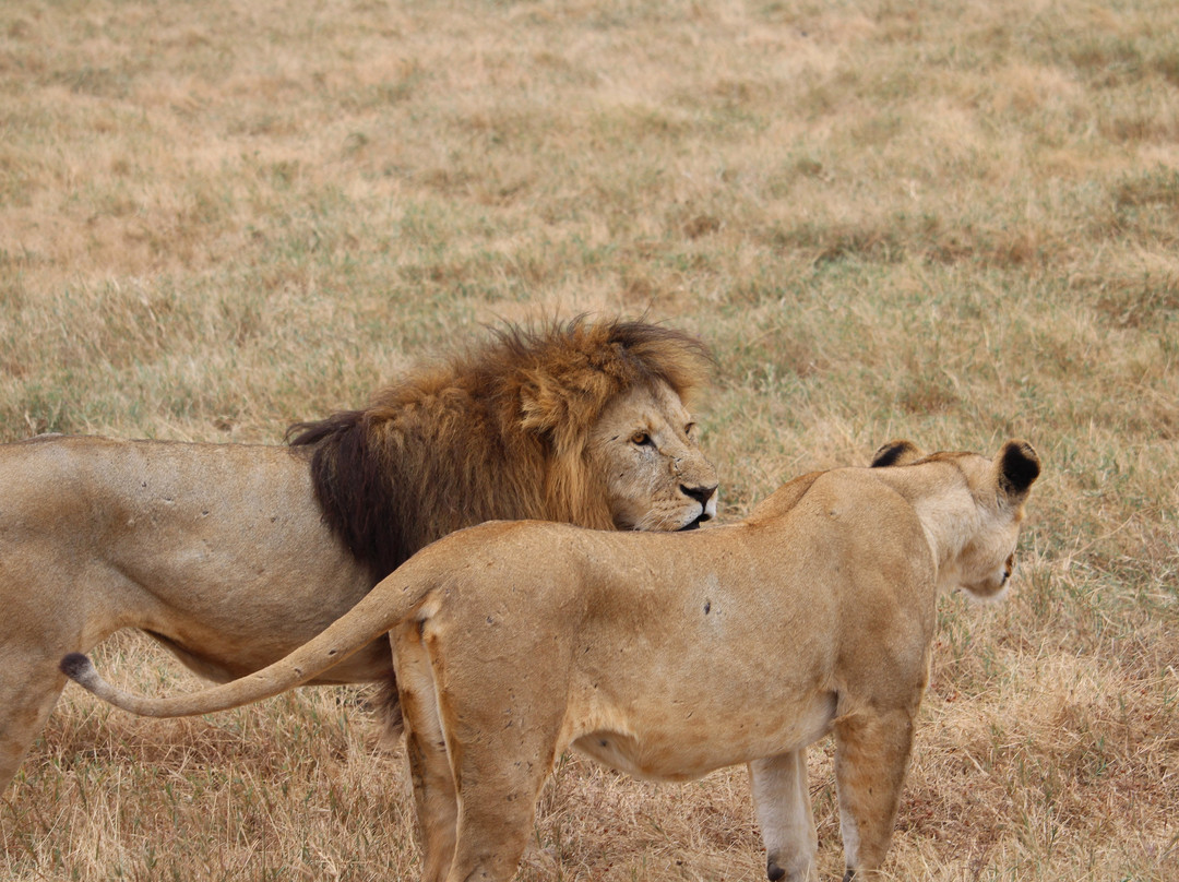 Tarry Adventures and Safaris-莫西必去景点