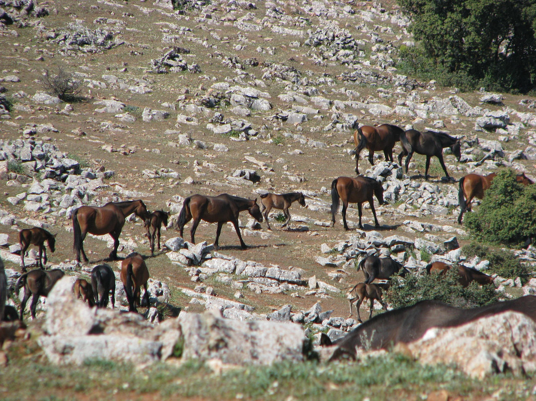yeguada de domingo chinchilla * stud of domingo chinchilla-Algarinejo必去景点