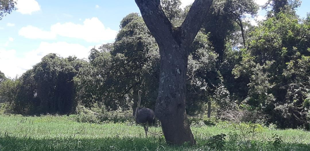 Akabashi Bar and Campsite-Chingola必去景点
