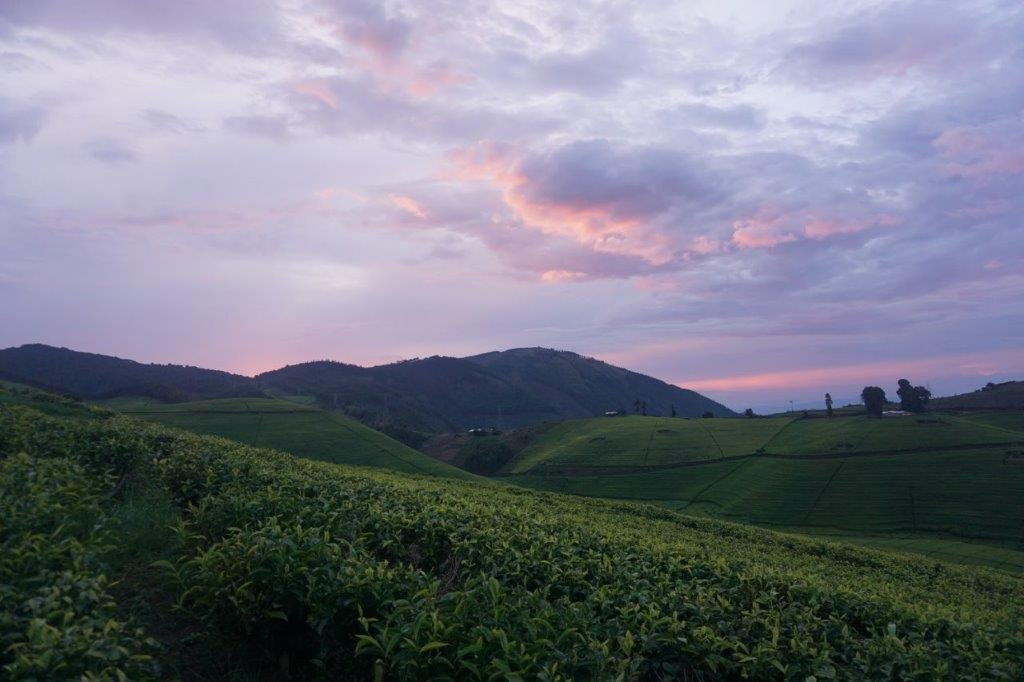 Gisovu Tea Estate景点图片