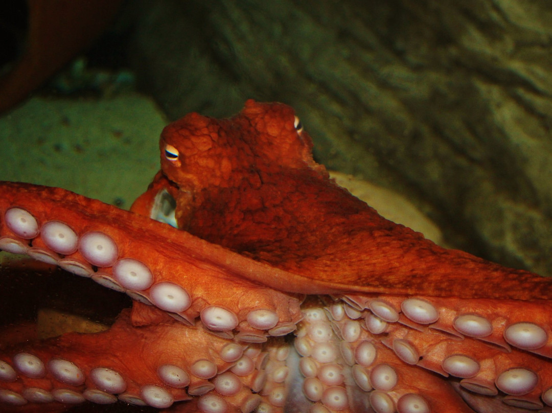 Blue Reef Aquarium-纽奎必去景点