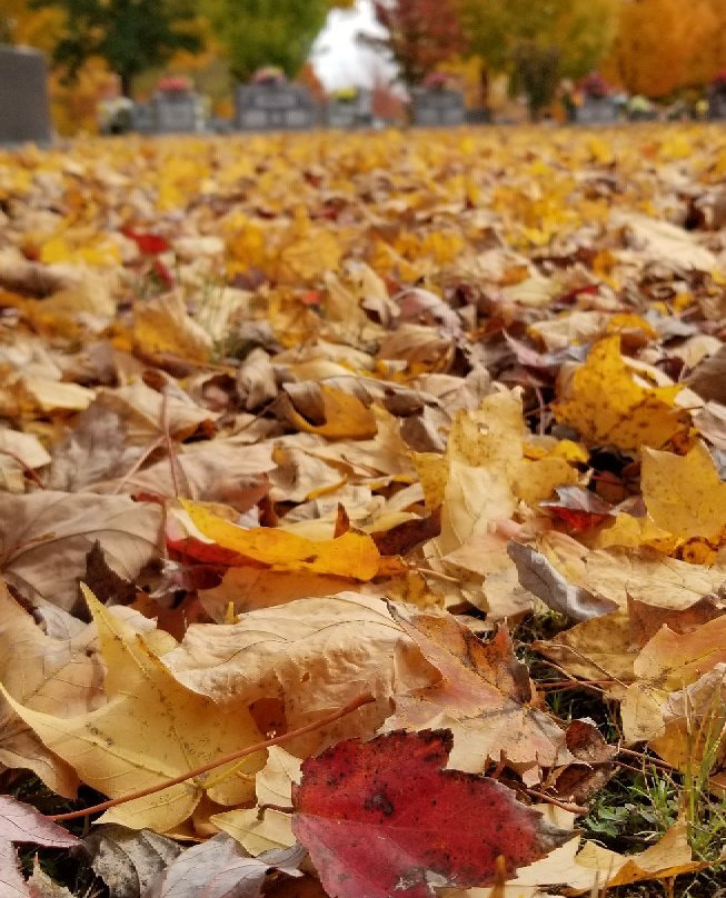 Maplewood Cemetery-Harrison必去景点