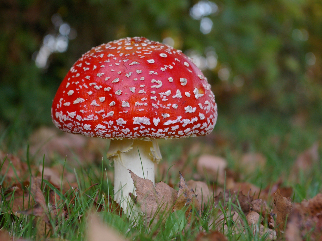 B&B Erve Dimmendael主图