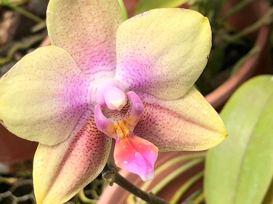 Jenny's Orchid Garden-Howard Springs必去景点