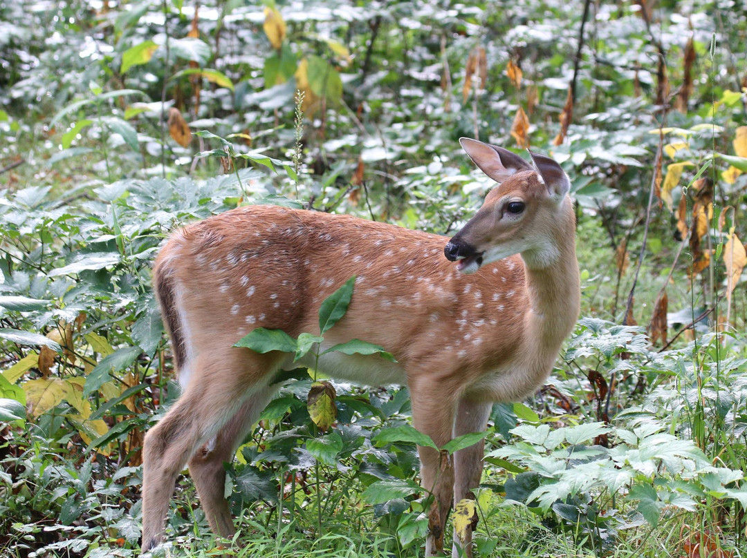 Limberlost Trail-雪兰多国家公园必去景点