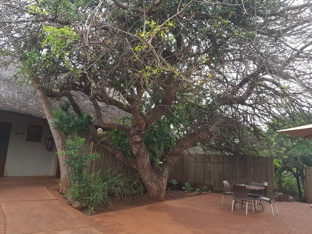 Zululand Tree Lodge主图