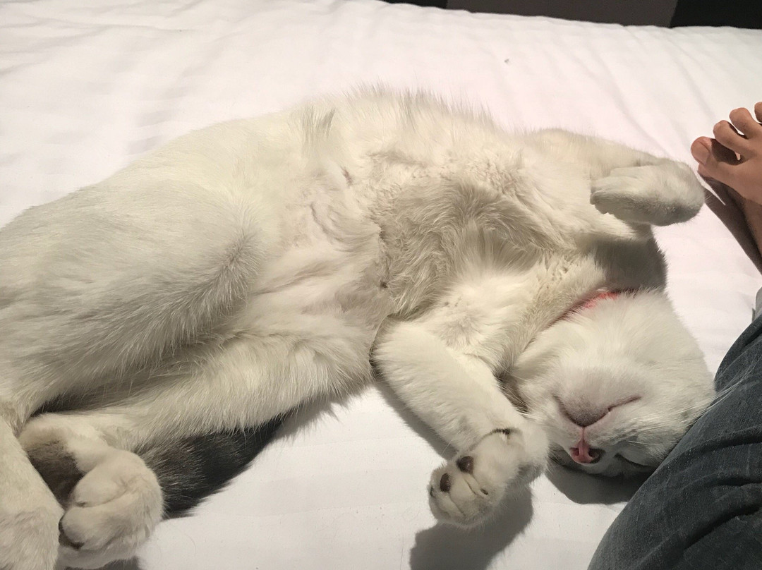 Villas Magnolias主图