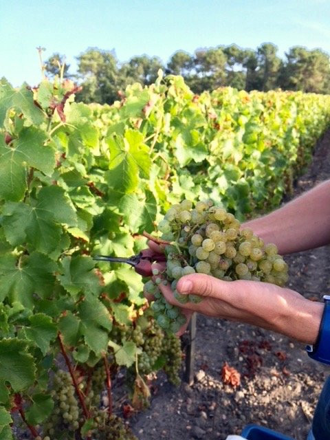 Chateau Haut-Lagrange-Leognan必去景点
