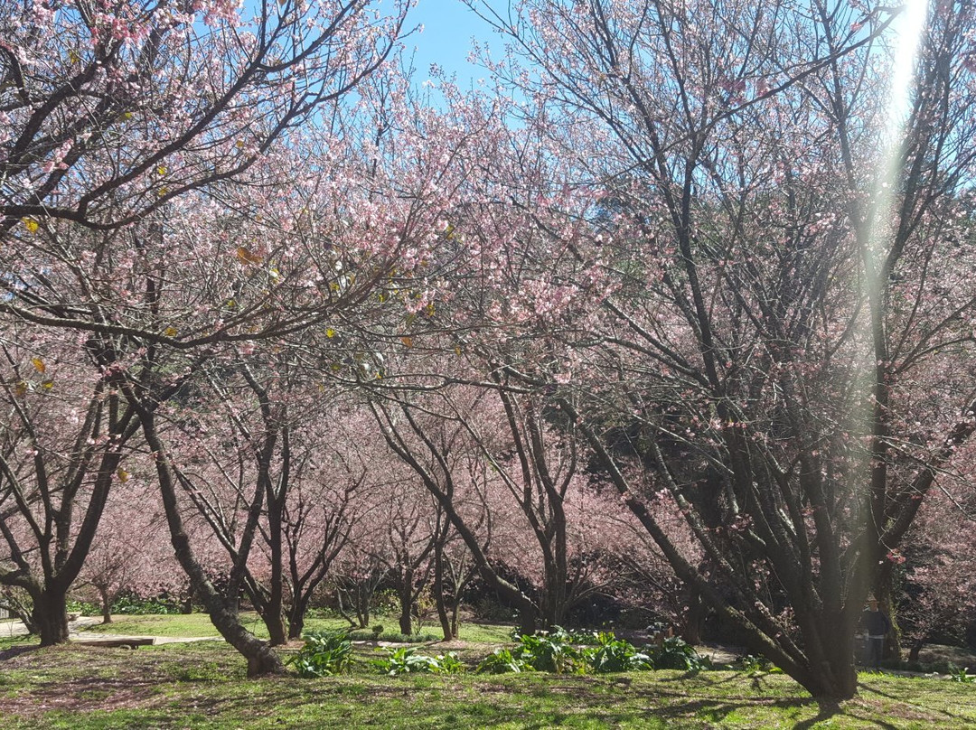 Parque das Cerejeira景点图片