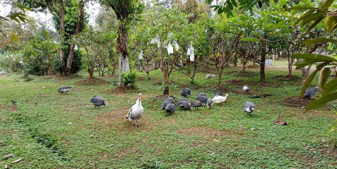 Sukorambi Botanical Garden-任抹必去景点