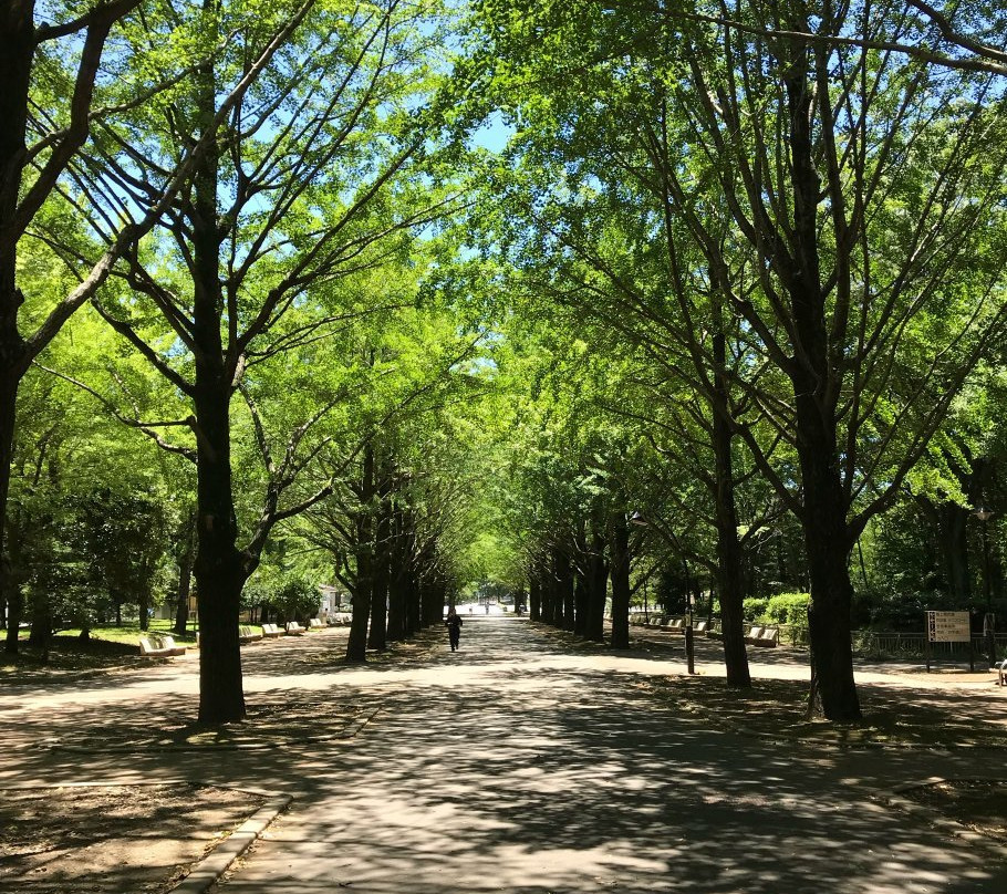 Hikarigaoka Park景点图片