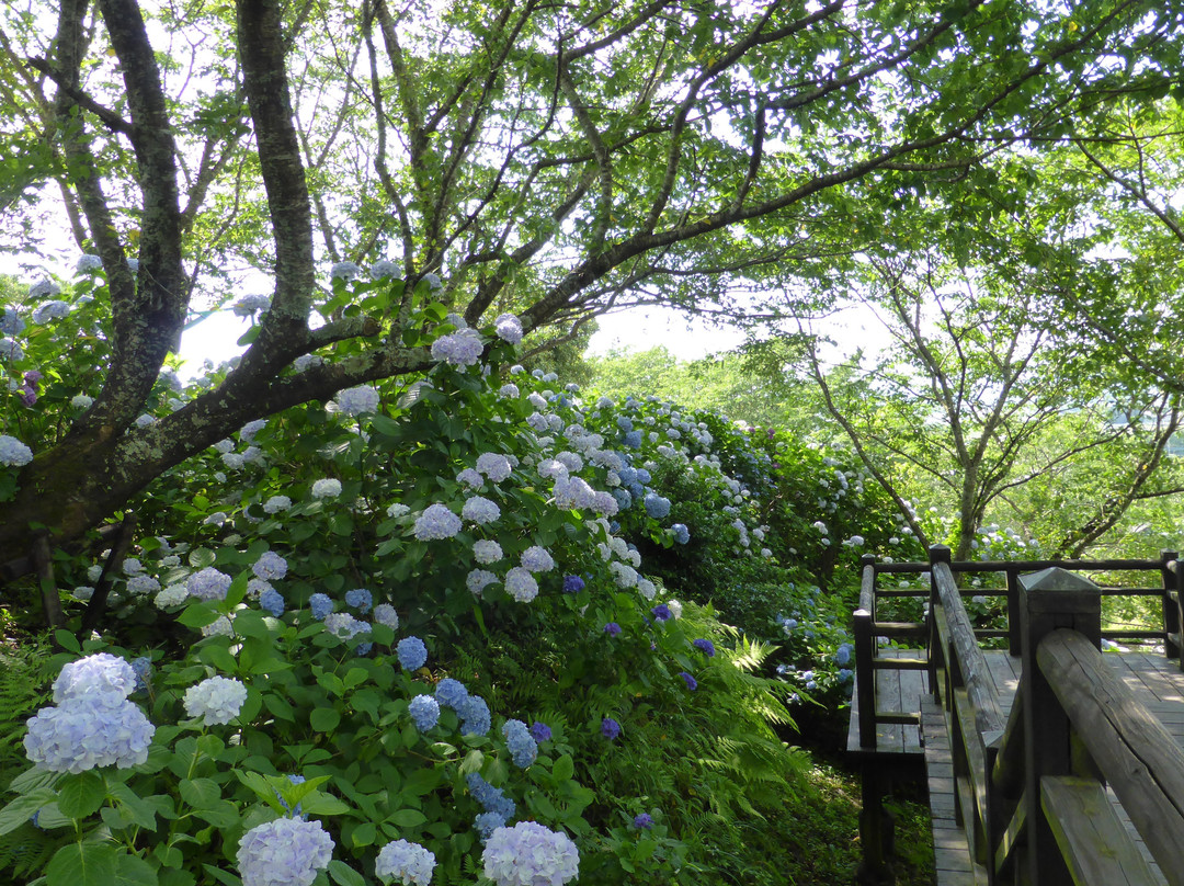 Ajisai Park景点图片