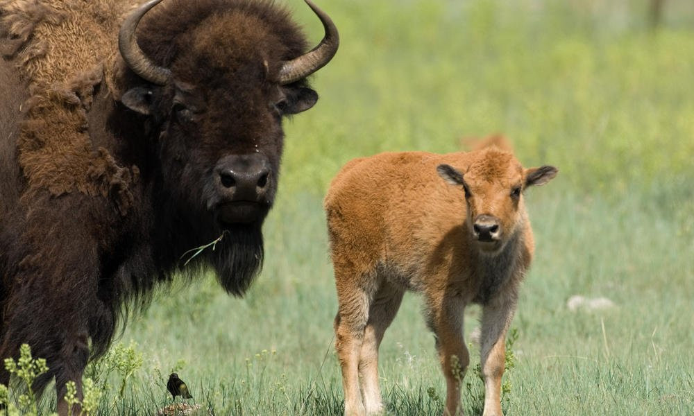 Ferma de Bizoni - Bison Farm景点图片