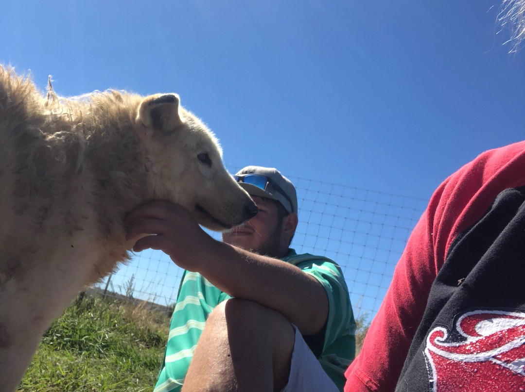 Huskyromi Wolf Sanctuary-伯利恒必去景点