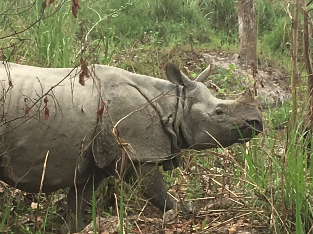 Jungle Safari Chitwan-苏拉哈必去景点