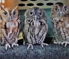 Possumwood Acres Wildlife Sanctuary景点图片