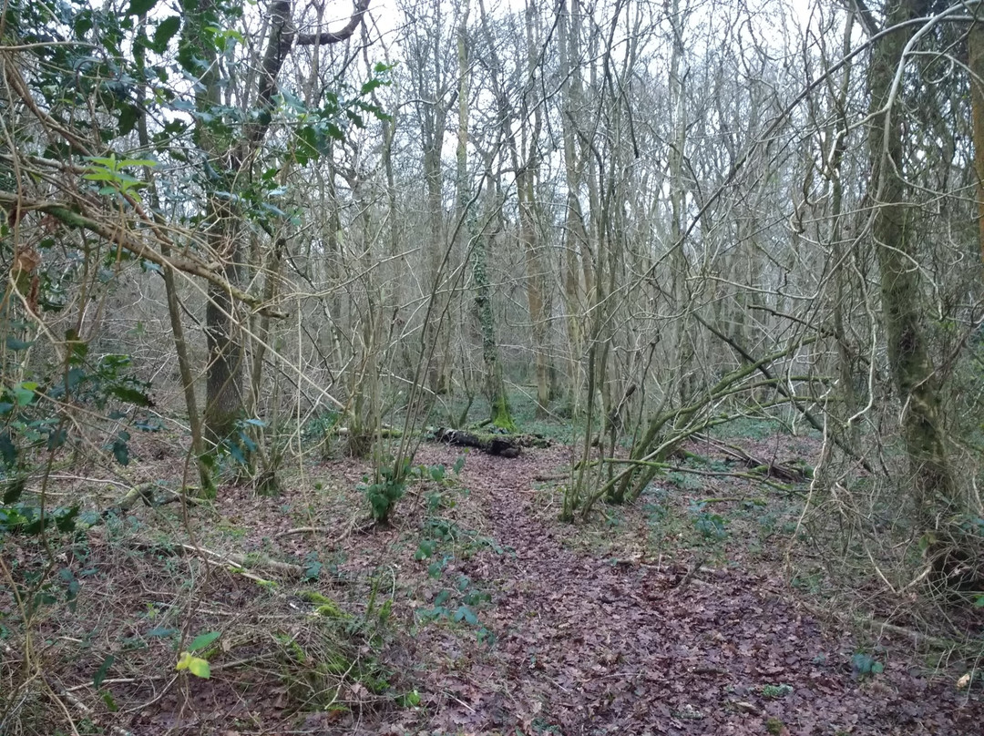 Ell Wood-Romsley必去景点