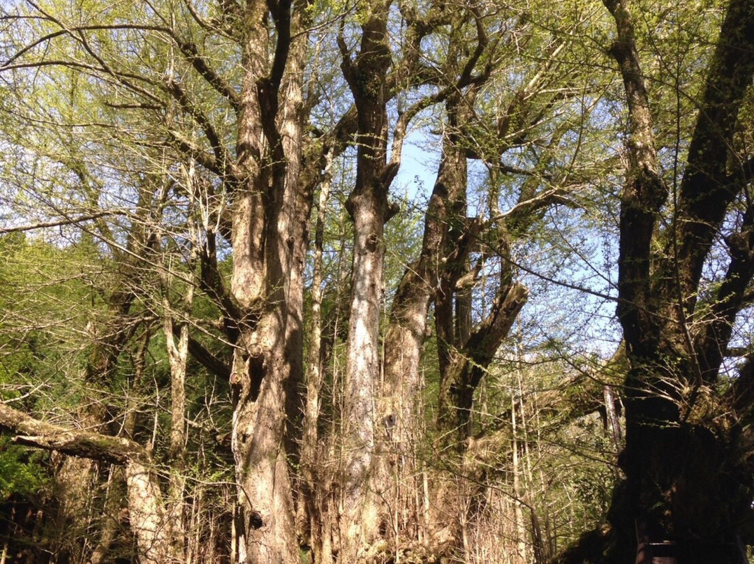 奈义町旅游景点-The Ginkgo Tree at Bodaiji Temple