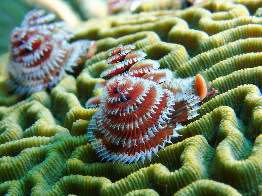 Project Scuba-Killeen必去景点