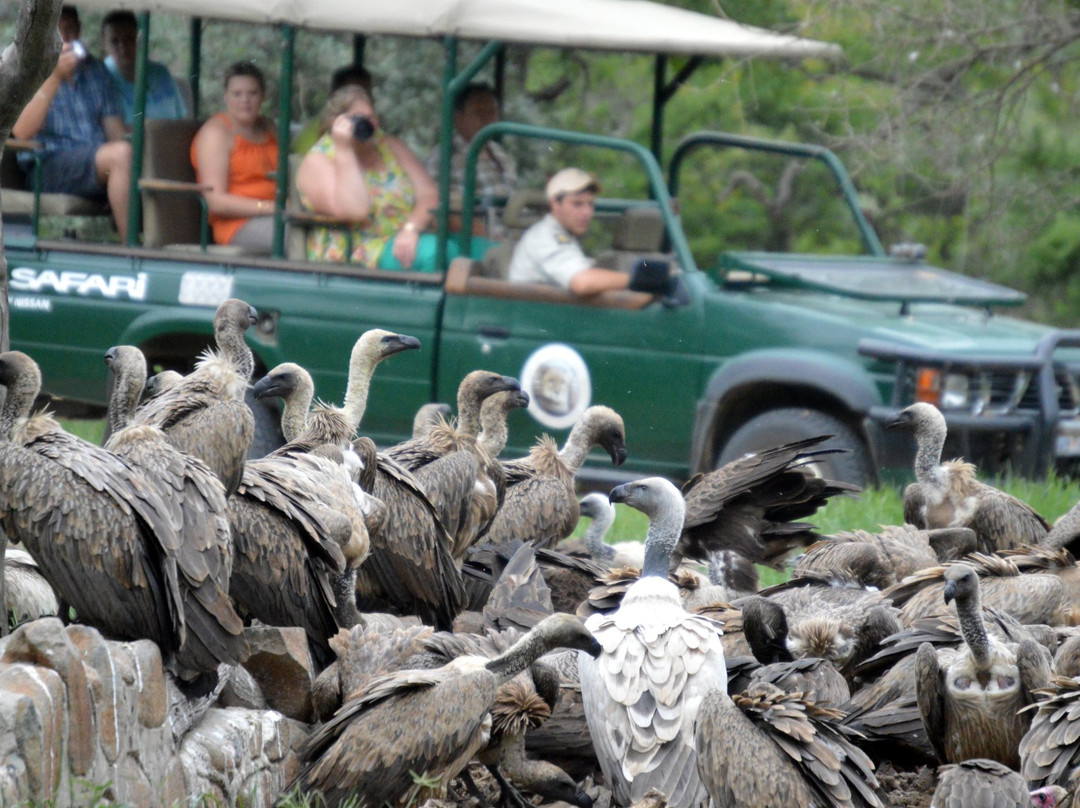 Hoedspruit Endangered Species Centre-霍德斯普鲁特必去景点
