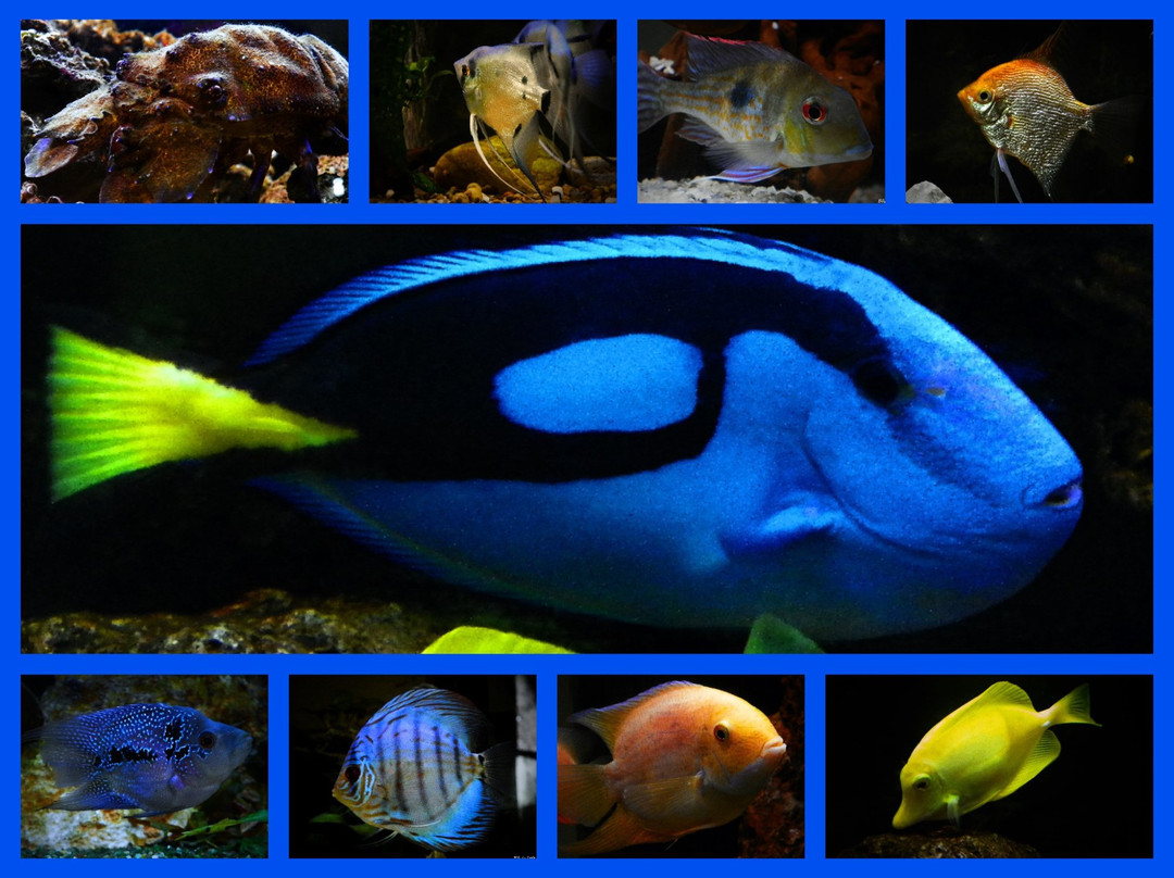 Savski Venac旅游景点-Public Aquarium and Tropicarium Belgrade