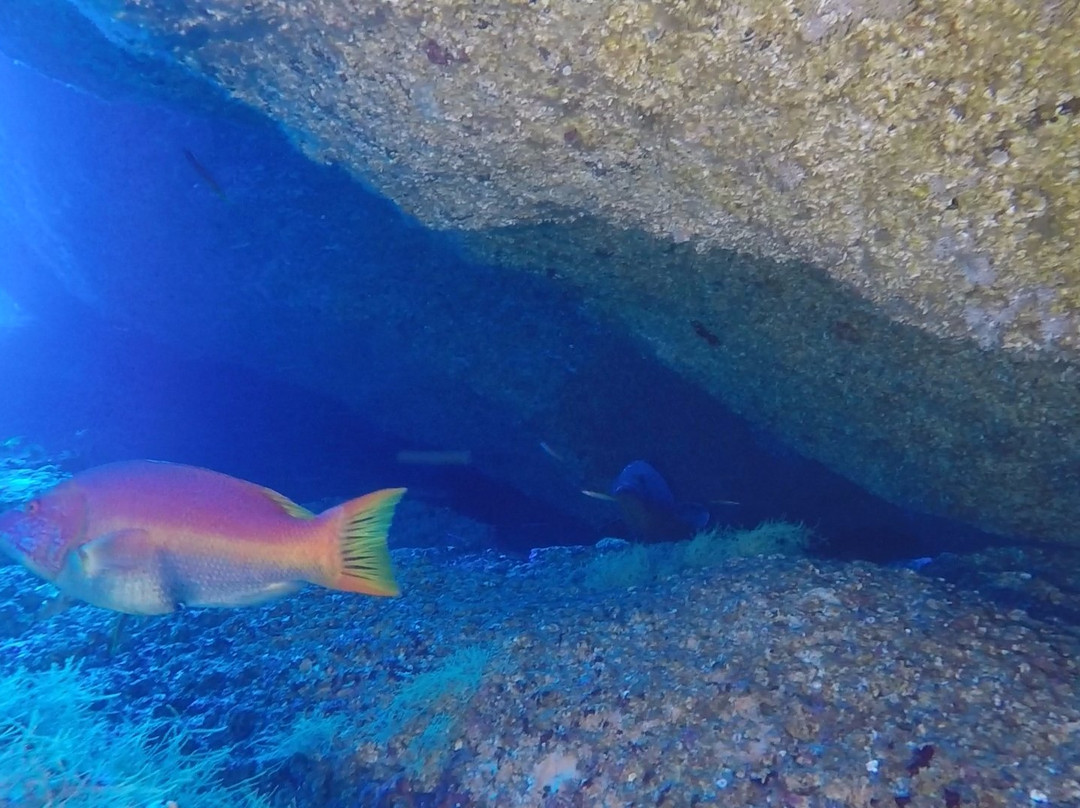 Flores Dive Center-Faja Grande必去景点