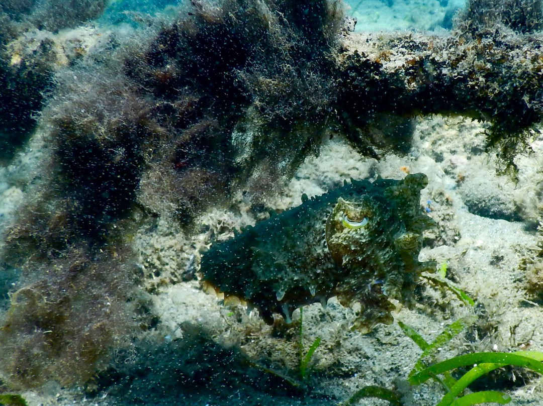 Coral Dive & Adventure-岛印必去景点