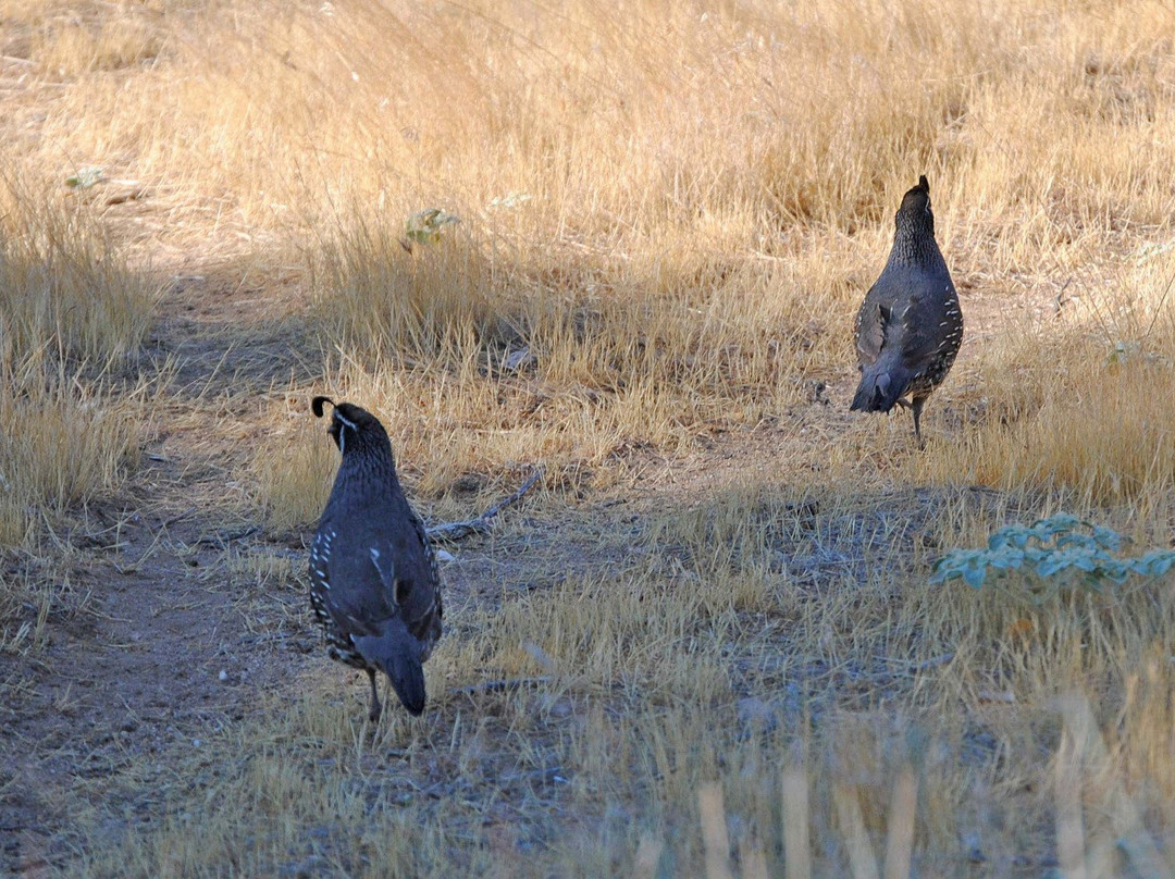 Prime Desert Woodland Preserve-兰开斯特必去景点