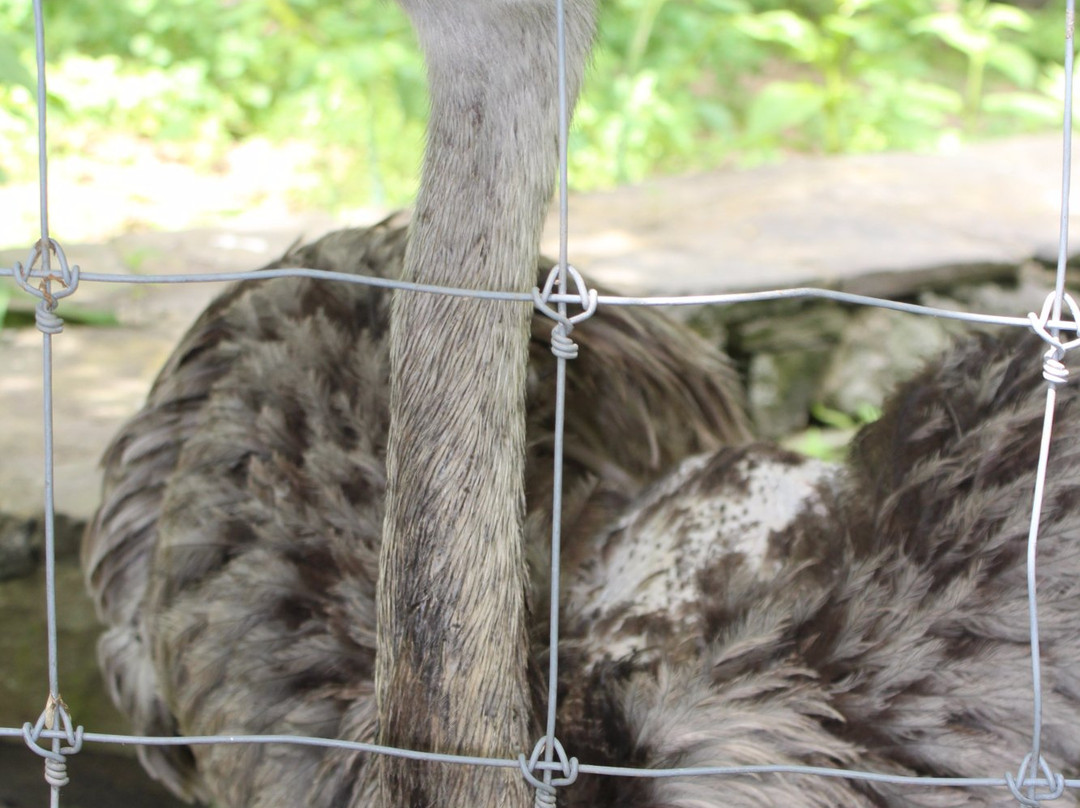 Trevor-Lovejoy Zoo-Millbrook必去景点