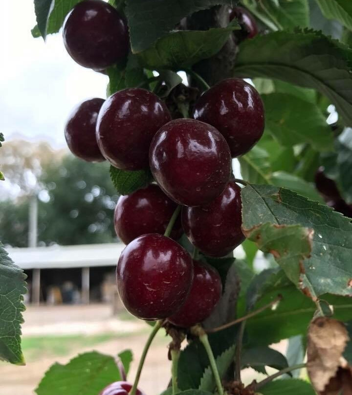 Naturipe Fruits景点图片