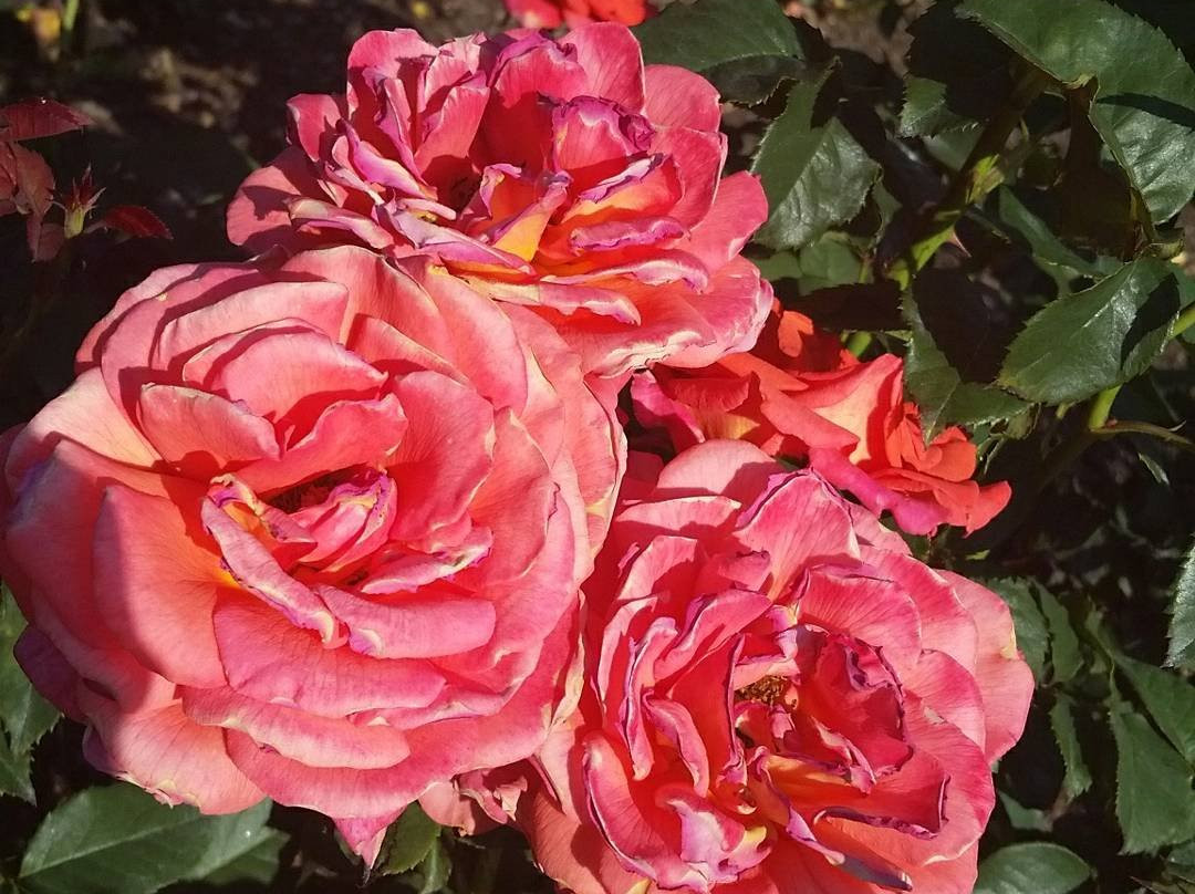 Bon Air Park-阿灵顿必去景点