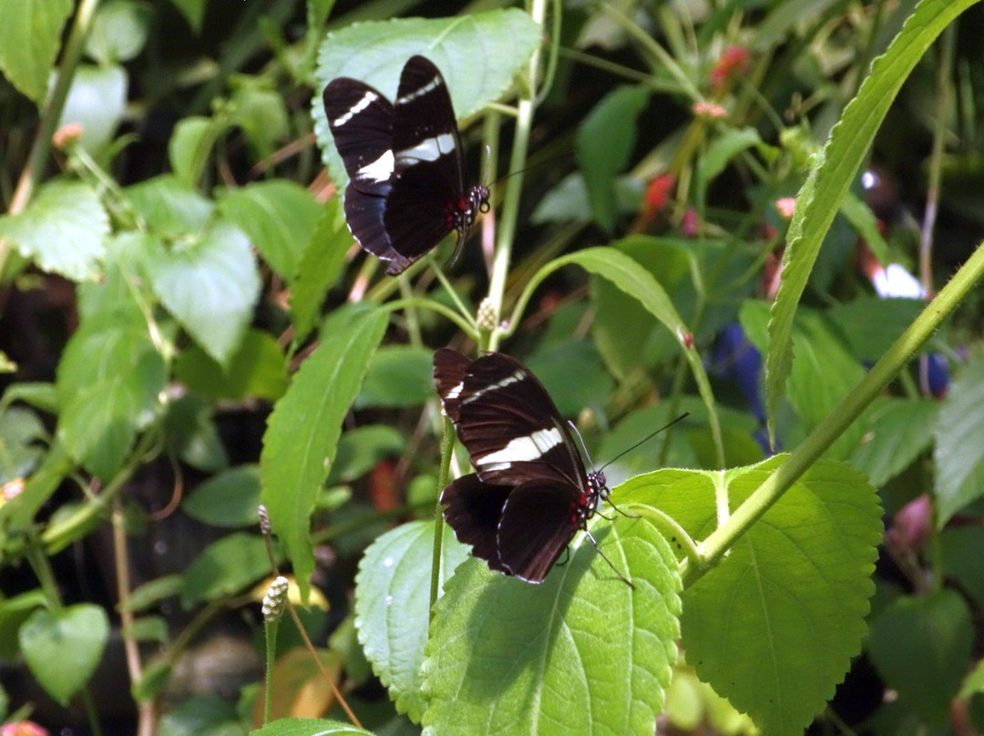 Butterfly World Coombs景点图片