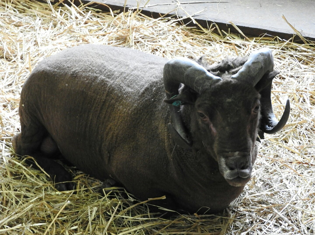 World Sheep Museum-士别市必去景点