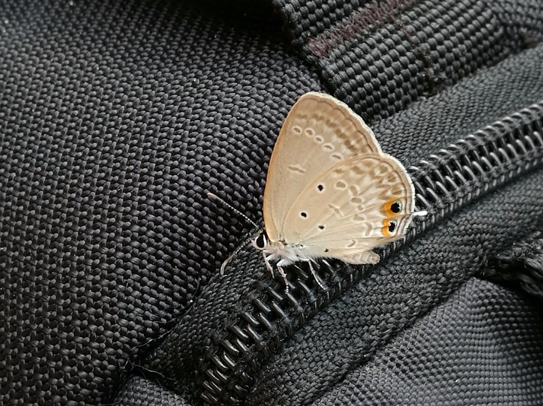 Jangkar Waterfalls-Lundu Town必去景点