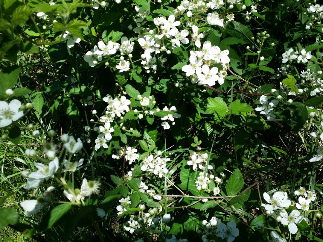 Rivanna Trails-夏洛茨维尔必去景点