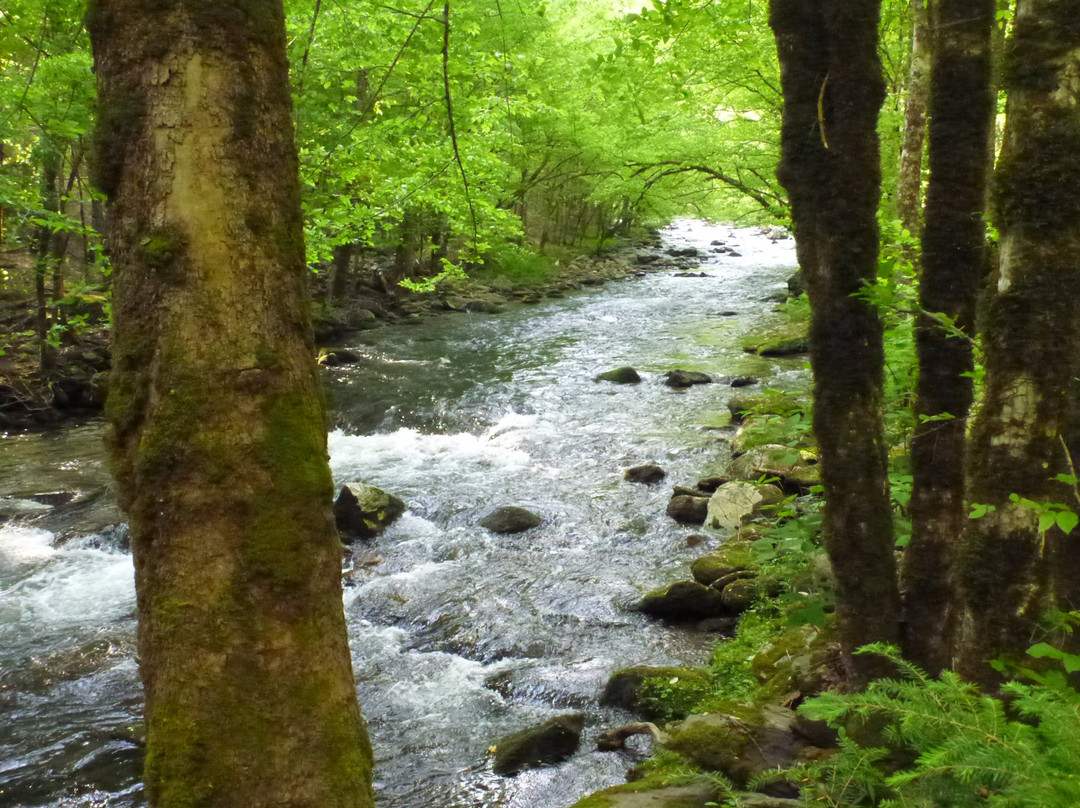 Upper Tremont Road in Great Smoky Mountains National Park-大雾山国家公园必去景点