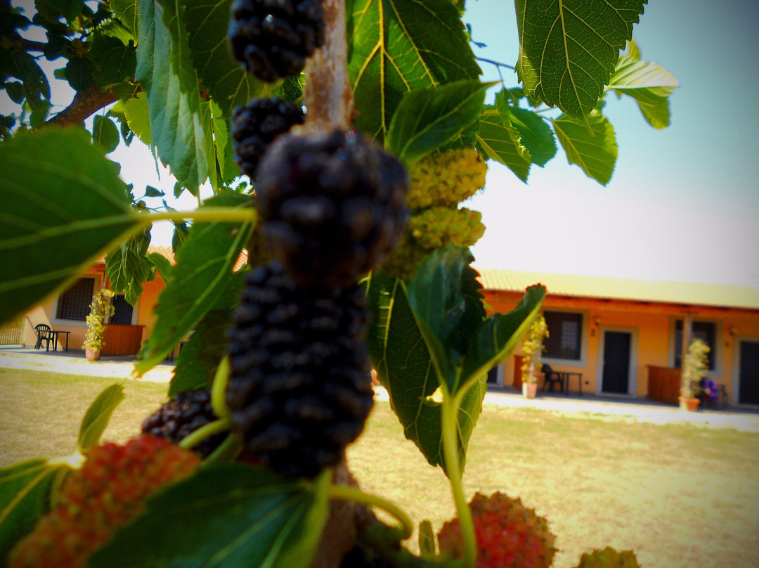 Sant'Agostino酒店住宿-Agriturismo San Matteo