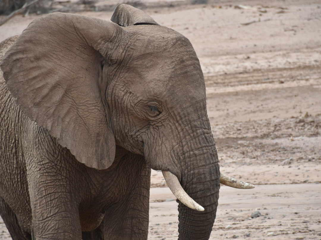 Hoanib River-Kaokoland必去景点