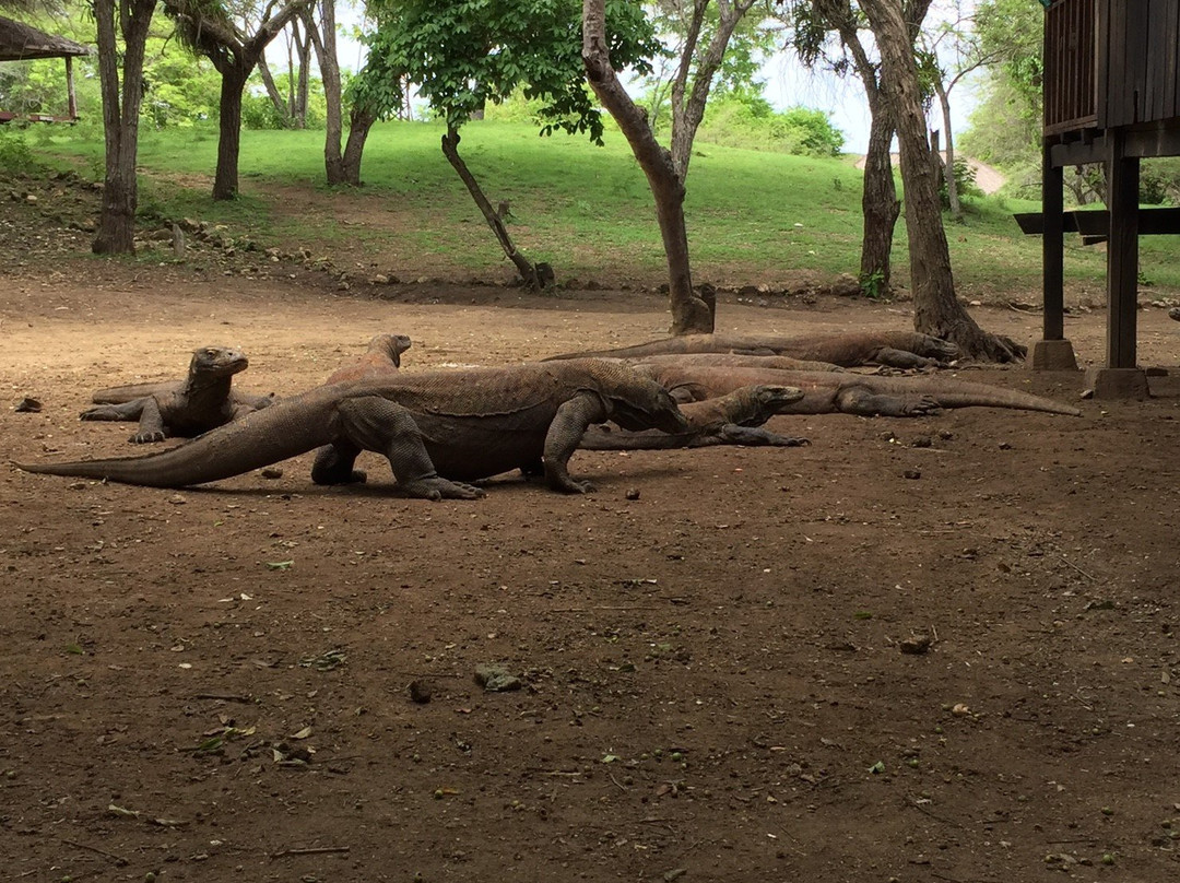 Komodo Travel景点图片