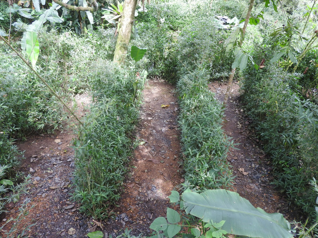 Laberinto de Bambu-明多必去景点