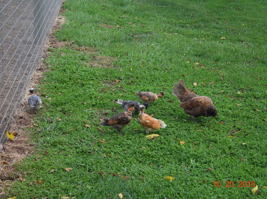 Thunder River Alpacas-Dillsburg必去景点