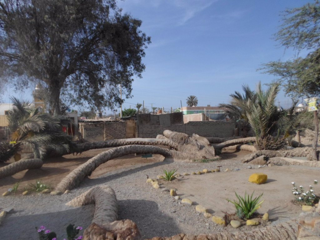 Palmera de Siete Cabezas-伊卡必去景点