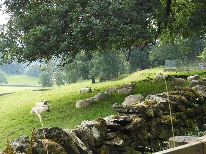 Moss Eccles Tarn-安布赛德必去景点