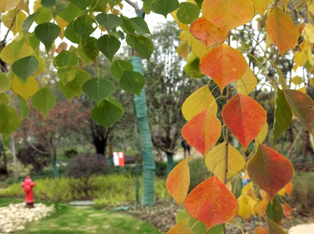 武汉园博园-武汉市必去景点
