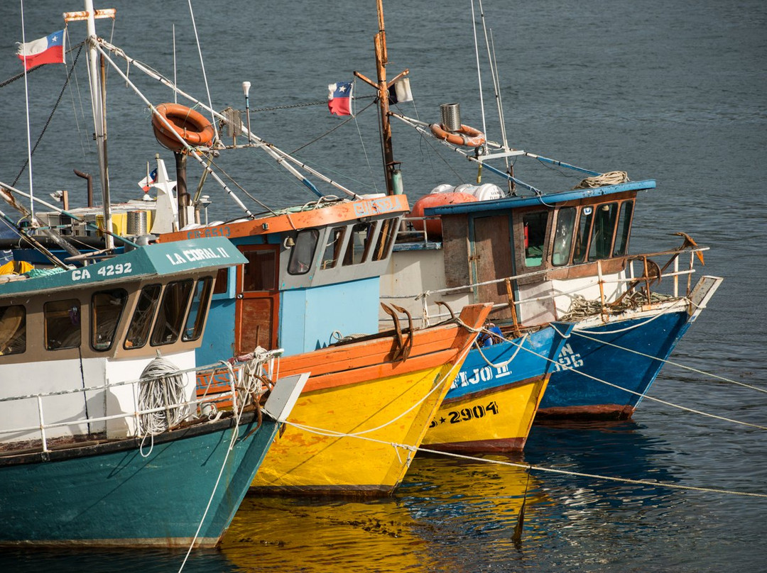 Castro酒店住宿-Refugia Chiloé